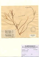藏品(Hypnea spicifera (Suhr) Harvey)的圖片